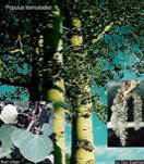 Trembling Aspen