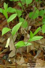 Bellwort