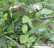 Vetchling