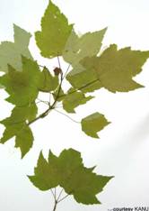 Red maple