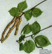 Paper birch