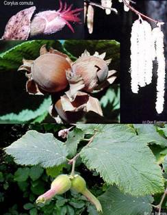 Beaked Hazelnut