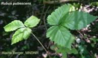 Dwarf Raspberry